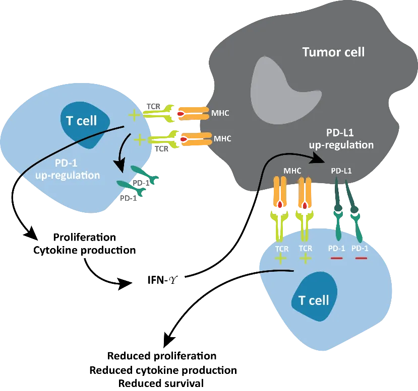 Биомаркерные пути PD-1