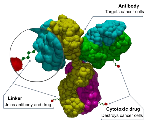 Antibody drug conjugate