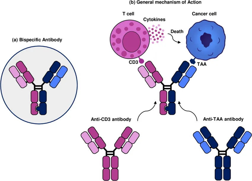 Структурная основа двойных специфических антител