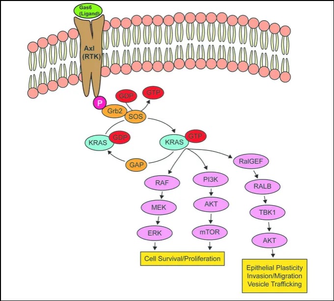 сигнальный путь KRAS
