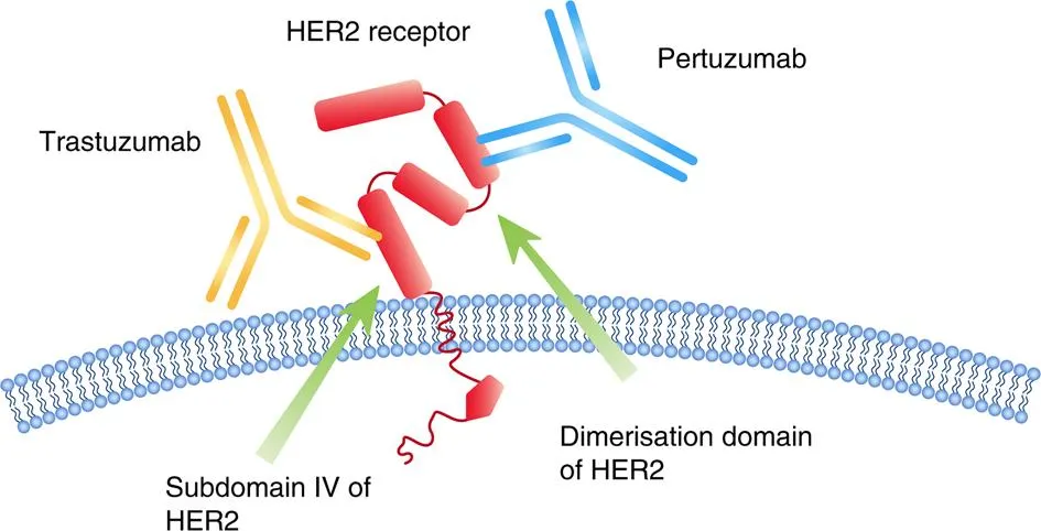 Механизм действия двух моноклональных антител против HER2